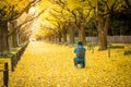 People visit yellow ginkgo trees and yellow ginkgo leaves. Royalty Free Stock Photo