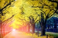 People visit yellow ginkgo trees and yellow ginkgo leaves at Icho Namiki avenue Tokyo,Japan Royalty Free Stock Photo