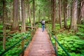 People visiting Hemlock Grove Boardwalk trail, Glacier National park, Rocky Mountains, Bristish Columbia Canada