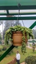 People visiting the Ooty botanical garden