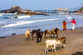 People walk along the beach with cows Royalty Free Stock Photo