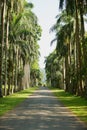 People walk by the palm trees alley in the Peradeniya Royal Botanical Garden in Kandy, Sri Lanka.