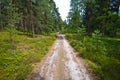 People walk in Roztocze Poland forest Royalty Free Stock Photo