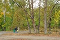 People walk under the big trees.