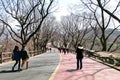 People walking along lane in Namsan park