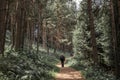 People walking along path through a beautiful pine forest