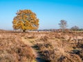 People walking and autumn oak tree in heath nature reserve Zuiderheide, Laren, het Gooi, Netherlands