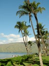 People walking on the beach. Palm trees and the ocean. Kihei Maui Island, Hawaii.