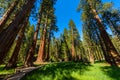 People walking on the Big Trees Trail in Sequoia National Park where are the biggest trees of the world, California. USA Royalty Free Stock Photo