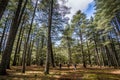 People walking in cedar wood in Morocco near Azrou and Ifrane