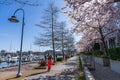 People walking and cycling on downtown seawall in springtime. Vancouver city, BC, Canada