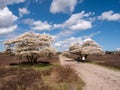People walking on footpath and blooming juneberry trees, Amelanchier lamarkii, in nature reserve Zuiderheide, North Holland,