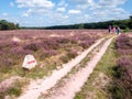 People walking on footpath through heather fields of Westerheide nature reserve in Gooi, Netherlands Royalty Free Stock Photo