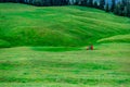 People Walking on Green Meadow Surrounded by Deodar Tree in Himalayas, Sainj Valley, Shahgarh, Himachal Pradesh, India Royalty Free Stock Photo