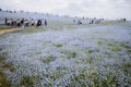 Ibaraki, Japan May 6,2017 : landscape nemophila flowers field with cloudy sky at hitachi seaside park japan Royalty Free Stock Photo