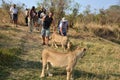 People walking with lions