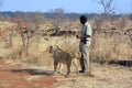 People walking with lions