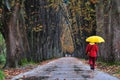 People walking in long alley at fall autumn sesson