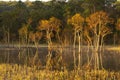 People Walking on the Mangrove bridge with view from Above.