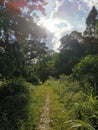 People walking on path in meadow forest with beautiful sunlights. Scenery jungle landscape