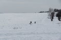 People walking and playing with the dogs on meadow or in the park during winter. Royalty Free Stock Photo