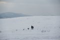 People walking and playing with the dogs on meadow or in the park during winter. Royalty Free Stock Photo