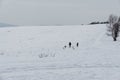 People walking and playing with the dogs on meadow or in the park during winter. Royalty Free Stock Photo