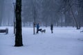 People walking and playing with the dogs on meadow or in the park during winter. Royalty Free Stock Photo