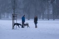 People walking and playing with the dogs on meadow or in the park during winter. Royalty Free Stock Photo