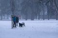 People walking and playing with the dogs on meadow or in the park during winter. Royalty Free Stock Photo