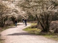 People walking and riding bicycles on bike path, blooming juneberry trees, Amelanchier lamarkii, in Zuiderheide nature reserve,