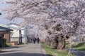 People walking and sightseeing a tunnel of full blooming cherry blossom trees Royalty Free Stock Photo