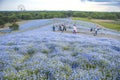 Ibaraki, Japan May 6, 2017 hill of blooming nemophila flower field people walking on track enjoy watching flowers