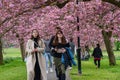People Walking Under Pink Cherry Blossoms on The Stray in Harrogate, North Yorkshire, UK. Royalty Free Stock Photo