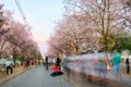 People walking under pink trumpet shrub tree,flower pink tree