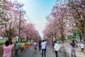 People walking under pink trumpet shrub tree,flower pink tree