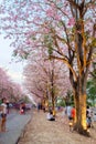 People walking under pink trumpet shrub tree,flower pink tree