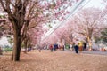 People walking under pink trumpet shrub tree,flower pink tree