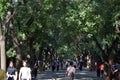 People walking under the trees around Beijing. Pic was taken in Royalty Free Stock Photo