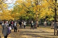 People are walking under the yellow ginkgo trees