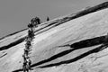 People walking up Half Dome