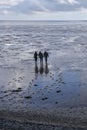 People walking on the wetlands of the Waddenzee, Netherlands Royalty Free Stock Photo