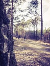 People walking in the woods