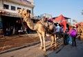 People want to ride the camel for sightseeing