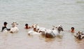 People wash their cows