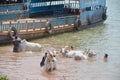 people wash their cows