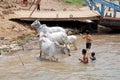 People wash their cows