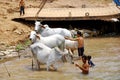 People wash their cows