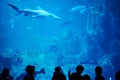 People watch big shark in aquarium