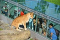 People watch lion